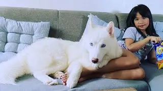 Meet my SIBERIAN HUSKY | Pure White Blue Eyes Handsome Dog | Rianne Sep