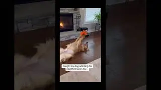Funny and cute dogs compilation#funnydogs#cute#doglover#doglife#cure#dogshorts#pet#doglife#dogshorts