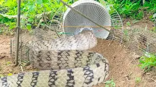Quick snare video for catching snakes using only motorcycle rear axle