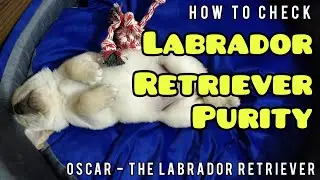 How to Check the Purity of Labrador Retriever Puppy #labradorretriever #labrador #dog