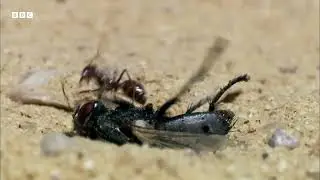Ants Tolerate Heat That Could Kill Land Animals |Narrated by David Attenborough |BBC Earth