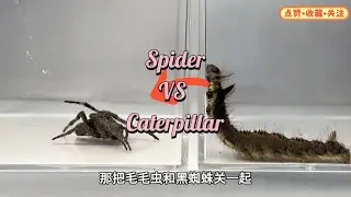 Spider VS Caterpillar