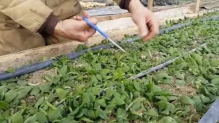 Winter Spinach