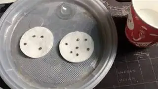 seed sprouts