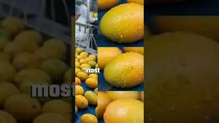 You&rsquo;ll Watch 🥭🥭This Mango Juice Factory || #mangofactory
