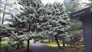Сupressus arizonica аurea
