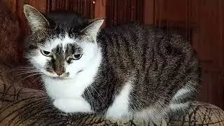 ВОТ ТАКАЯ ХИТРАЯ МАМЯУ!🤷‍♀️ ФУНТИК -ИНТЕЛЛЕКТУАЛ!!🙀 ГУЛЛИВЕР В СТРАНЕ ЛИЛИПУТОВ!!🤣🤣😜
