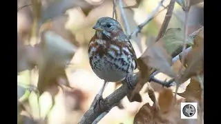 Bruant fauve qui s'alimente au sol/Fox Sparrow feeding on the ground