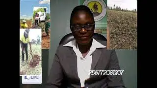 Eucalyptus price changes by Zwei Jz International Ug  Ltd.