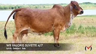 Lot 63, WR Valorie Suvette 4/7
