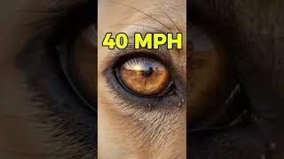 Azawakh&mdash;The Ghost Dog of the Sahara 2026 Mystery