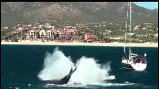 CaboRey Snorkeling tour