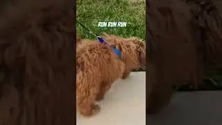 Run with me! #puppy #dog #dogs #toypoodle #poodle #puppies #cute #pets #doglover #running #run