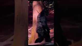 Patterson/Gimlin Lucy bigfoot footage remastered in ultra HD Look at the detail and the eyes