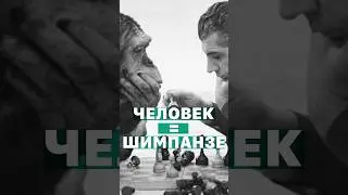 Человек и шимпанзе одно и то же? Схожесть геномов обезьяны и человека