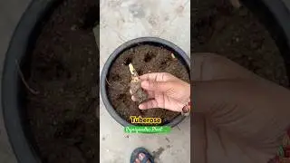 TUBEROSE Repotting (Rajnigandha bulbs) ☘️