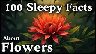 The Most Relaxing Facts About Flowers to Fall Asleep To - Dreamy Science
