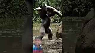 Gorilla attacked the crocodile!look at the crocodile condition #trending #gorilla #shortsviral