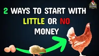 How to Start Poultry Farming With No or Little Money in 2025.
