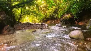 This River Flow Will Heal Your Mind – Calming Birdsong and White Noise for Deep Relaxation