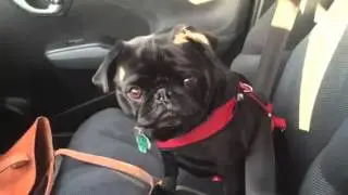 Toby the Pug Wants Out of the Car