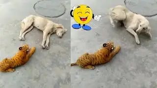 Fake Tiger Prank Dog s with 2 Fake Tiger It Really So Funny Just for a laugh