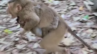 Rojo ste.als new abandoned monkey from Luna