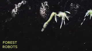 Forest Robots - All Great Things Must Grow Through Dirt First