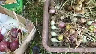Vom Samen bis zur dicken Zwiebel