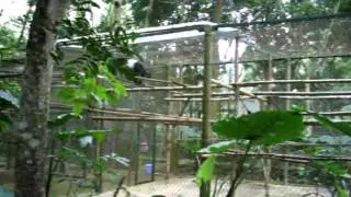 Endangered Primate Rescue Center - Keeping Fit