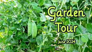 Garden Tour~June 2024 ~ Zone 7a