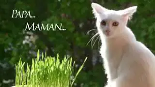Qu'est ce que le Paganisme