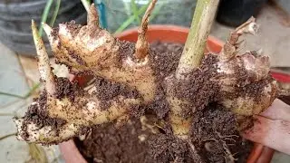 ginger harvesting|adrak harvest|balcony gardening tips|growing vegetables on balcony|organic vegs