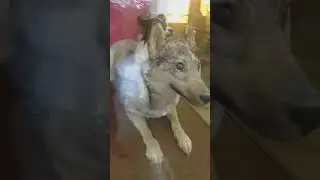 The Two-Headed Dog Transplantation Experiment of Dr. Vladimir Demikhov, Riga Medical Museum, Latvia