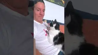 Cats funniest kitten Live Stream