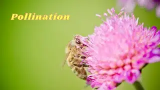What is Pollination? Types and agents of pollination