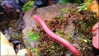 A Close-up look at the unique forest millipede colonies #Nature #ForestMillipede #millipedecolony 