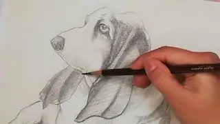 动物素描《小狗》教程五  简单易学