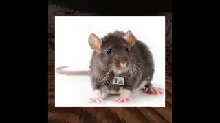 The truth about Yeeps hide and seek lab rats 😱😱😱😱🤫🤫🤫🤫😰😰😰😰