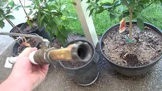 Avocado HEAT SURVIVAL!!