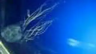 baby box jellyfish (Chironex fleckeri, possibly yamaguchii)