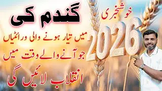 Drought-Resistant Wheat: Future-Proofing Pakistan&rsquo;s Agriculture in2026 | The Game-Changing Varieties