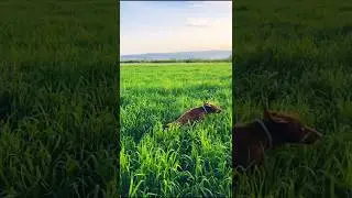 Pointer dog vs Quail, chase #pointerdog #puppy #huntingcompanion #tranding #hunting #doglife #shorts