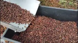 Переработка кедровых шишек. т.+79135153009