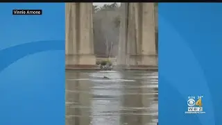 Whale Spotted Swimming In Cape Cod Canal Under Bourne Bridge