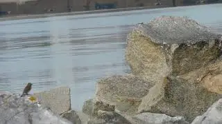Harbor birds/Shout out for channel: ThinhNgyven