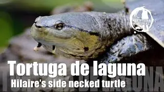 TORTUGA DE LAGUNA   Hilaire&rsquo;s side necked turtle Phrynops hilarii