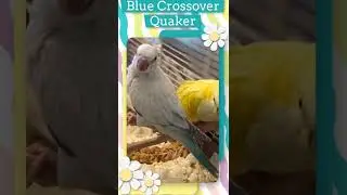 Colors of Quaker Parrots - Green, Blue, Yellow, & Crossover Quaker Parrots AKA Quaker Parakeet