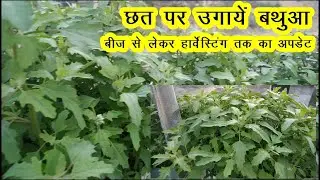 घर पर उगायें बथुआ || Ghar Par Ugaye Hara Bathua || Grow Bathua At Home || Grow Bathua in Containers