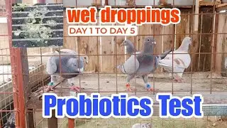 Probiotics Test | Ginamit ko sa Wet Dropings na Racing Pigeons | Day 1 to Day 5